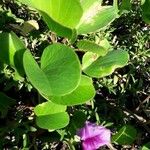 Ipomoea pes-caprae Feuille