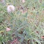 Trifolium montanum Leaf