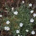 Cerastium gibraltaricum Hoja