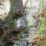 Carex limosa Tervik taim