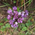 Gentianella ramosa Flor