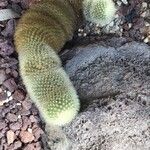 Mammillaria spinosissima Листок