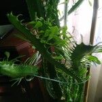 Euphorbia trigona Blüte