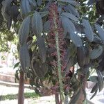 Pilocarpus pennatifolius Συνήθη χαρακτηριστικά