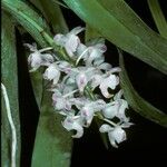 Aerides odorata Çiçek