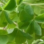 Oxalis dillenii Blatt