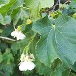 Dombeya burgessiae Corteza