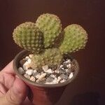 Opuntia microdasys Лист