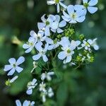 Ranunculus platanifolius 花