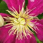 Clematis viticella Altro