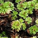 Saxifraga praetermissa Leaf