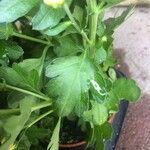 Chrysanthemum indicum Blad