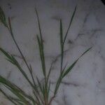 Gastridium ventricosum Hoja