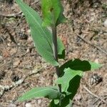 Turritis brassica Leaf