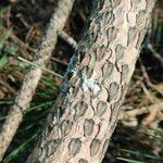 Pinus nigra Bark