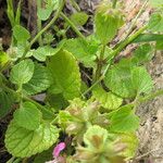 Stachys marrubiifolia Alia