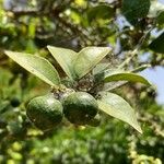 Citrus aurantiifolia