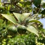 Citrus aurantiifolia 果實