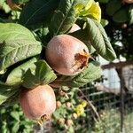 Crataegus germanica Frucht