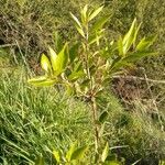 Maytenus boaria Leaf