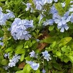 Plumbago auriculataFlower