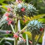 Ricinus communis 果實