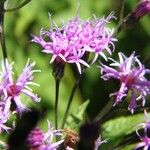 Vernonia gigantea Flower