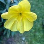 Oenothera glaziovianaFlower