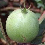 Euclinia longiflora Frucht