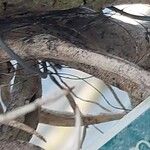 Tillandsia roseoscapa Bark