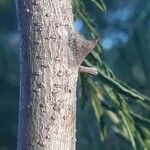 Acacia ataxacantha Azala