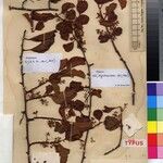 Embelia basankusuensis Otro