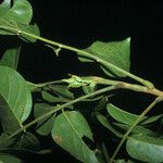 Tachigali richardiana Hoja