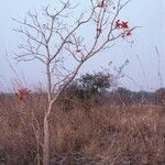 Erythrina senegalensis ശീലം