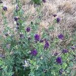 Medicago sativaΛουλούδι