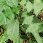 Acanthus montanus Leaf