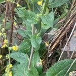 Verbascum chaixii برگ