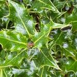 Ilex aquifoliumList