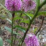 Epidendrum porphyreum Blüte
