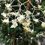 Begonia glabra Bloem