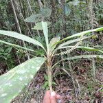 Dypsis integra 形態