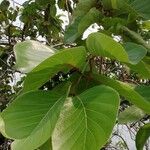 Nauclea latifolia Folio