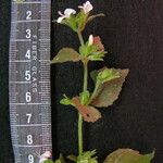 Hypoestes triflora Hàbitat