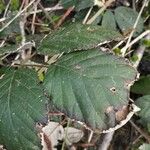 Rubus ulmifoliusFolha