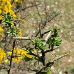 Cytisus galianoi Leaf