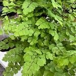 Adiantum raddianum Leaf