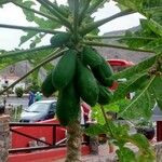 Carica papaya Плод