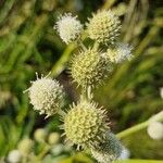 Eryngium paniculatum Ovoce