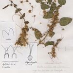 Cuscuta epithymum Yeri