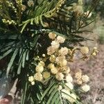 Acacia mearnsii Blüte